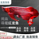 賽級印尼紅龍魚苗純血大湖辣椒鳳凰紅龍魚金龍魚活魚熱帶魚觀賞魚 一公一母