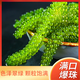 骉祥即食鹽漬海葡萄涼拌菜海藻菜袋魚子醬壽司海洋蔬菜綠色魚子醬e 共200g