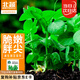 北蔬 豌豆尖種子種苗口口脆豌豆苗四季種蔬菜籽 胖胖尖豌豆尖種子40g