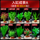 瘋狂水草魚草缸水草造景水草植物直接入缸火山石40-60cm缸源頭直發(fā)包郵a