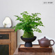 中夢(mèng)苔蘚球植物水培盆栽室內(nèi)辦公室桌面禪意發(fā)財(cái)樹盆景多季好養(yǎng)活綠植 鐵線蕨（苔蘚球）黑瓷磨砂盞