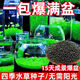 MPPMCK魚缸水草種子生態(tài)造景套餐植物種籽孑水培陰性真草盆栽裝飾牛毛 水草種籽1.09萬粒+【水草泥】1斤