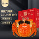 【活蟹】掌昕鮮 六月黃大閘蟹2.3-2.6兩 10只 生鮮活螃蟹海鮮水產(chǎn)送禮盒裝 源頭直發(fā)