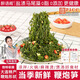 鞭炮筍新鮮鹽漬馬尾藻涼拌菜火鍋食材長(cháng)壽菜海帶龍須海菜鞭泡筍 鞭炮筍250gX2袋 250g