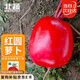 北蔬 蘿卜種子苗秋季大紅豐滿身紅皮白肉蔬菜種籽 紅圓蘿卜種子10g