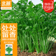 北蔬 香菜種籽老品種小葉大葉盆栽四季籽種苗 葉多維香菜種子約1300粒