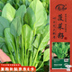 壽禾 大葉菠菜種子苗青菜秋季蔬菜種籽 濰育傳統(tǒng)大葉菠菜種子150g