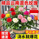 京厽云南精品多色玫瑰花盆栽混色綠植帶花苞大花四季開花月不支持退貨 云南混色玫瑰盆栽*1盆+送專用肥 帶盆栽好