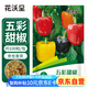 花沃里五彩甜椒100粒/包 蔬菜種子盆栽陽臺種菜土四季菜籽陽臺庭院田間