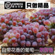 千園九味【順豐到家】東北茉莉香葡萄新鮮郁金香著色香非提子玫瑰香葡萄 優(yōu)選凈重2斤【1-3串】單粒2-4g