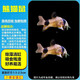 熊貓鼠老鼠魚(yú)清道夫金苔鼠胡子底棲魚(yú)除藻清潔工具魚(yú)熱帶觀(guān)賞魚(yú) 1.5-2.5cm熊貓鼠5條