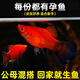 百綸木千米奇魚觀賞魚 胎生魚 新手推薦 好養(yǎng)活 小型魚  運(yùn)輸包損包郵 大米奇5條（3cm左右）公母混搭