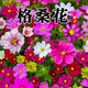 格?；ǚN子波斯菊花草種子四季開(kāi)花籽播種易活庭院室外室內多年生 矮桿混色1斤