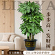 臨雅特級步步高發(fā)財樹(shù)三桿客廳大盆栽大型綠植喬遷新居辦公室開(kāi)業(yè)送禮 【旗艦款】步步高1.5-1.6米+塑料福字盆