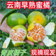 【頭茬-嘗鮮】正宗現(xiàn)摘青皮小蜜桔橘子 新鮮水果酸甜蜜橘桔子整箱 9斤帶箱凈重8.5斤 優(yōu)選精品單果50g+