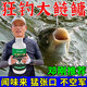 釣鰱鳙專(zhuān)用餌料四季通殺花鰱白鰱大頭魚(yú)鄧剛酸臭爆護誘魚(yú)開(kāi)口小藥 鄧剛推薦【買(mǎi)三送二】到手5瓶