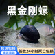 黑金剛螺不吃水草缸清潔淡水除藻工具螺熱帶觀(guān)賞活體清潔寵物蝸牛 黑金剛螺2只 0.5-1cm