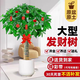 花財主大型植物 辮子發(fā)財樹(shù)綠蘿綠植 各種大盆栽吸甲醛盆栽開(kāi)業(yè)喬遷慶典 單桿發(fā)財樹(shù)1.4-1.5米 含盆
