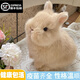 夢茜兒（MEXEMINA）兔子活物侏儒兔鳳眼小型茶杯兔長不大不咬人寵物荷蘭垂耳兔子活體 隨機侏儒兔【品相顏色隨機】