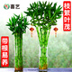 喜藝帶根轉(zhuǎn)運(yùn)竹水竹富貴竹植物水養(yǎng)開運(yùn)竹子盆栽客廳室內(nèi)招財水培綠植 轉(zhuǎn)運(yùn)竹彎竹 50厘米 10支 不含瓶