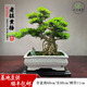 卓美御庭百年老樁黃楊盆景真樹室內(nèi)玄關(guān)客廳庭院綠植擺件造景原生名貴盆栽 黃楊56號(hào)