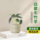 京云夢(mèng)白犀牛海芋盆栽桌面植物天鵝絨竹芋花卉綠植除甲醛泡泡盆源頭直發(fā)