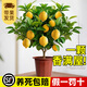 靜黛軒香水檸檬樹(shù)盆栽帶果可食用室內客廳果樹(shù)果苗南北方種植四季好養活 40-50cm帶花檸檬樹(shù)+原盆栽好 含盆