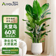 愛優(yōu)尚天堂鳥綠植盆栽客廳室內(nèi)辦公室大型綠植好養(yǎng)凈化空氣源頭直發(fā)