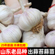 大禹大蒜種子老品種蒜頭山東紅皮香蒜大祘頭出蒜苔蒜苗紫皮批發(fā)秋播 山東農(nóng)家大蒜種子3斤 帶根老品種