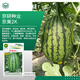 京農研西瓜甜瓜種子8424麒麟甜王無(wú)籽京欣西瓜大興L600超甜彩瓤小西瓜 京美2K禮品西瓜種子 約20粒