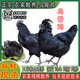 羽富貴正宗烏骨雞新鮮現(xiàn)殺農(nóng)家散養(yǎng)烏雞公雞五黑雞老母雞滋補(bǔ)煲湯月子雞 當(dāng)天宰殺/每只保留(雞心肝胗) （2只生態(tài)烏骨雞）凈重3.5-4.5斤