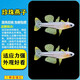紅綠燈寶蓮燈黑尾大勾噴火燈觀(guān)賞魚(yú)小型熱帶魚(yú)群游包郵好養 2-2.5cm珍珠燕子3條