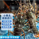 寓島碼頭小青龍印度進(jìn)口鮮活冷凍大龍蝦刺身級別似澳龍波士頓龍蝦海鮮 進(jìn)口小青龍2只 400-500g/只