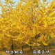 藝枝景銀杏樹(shù)苗白果苗庭院占地綠化苗木行道樹(shù)金葉銀杏小苗南北方 銀杏 1公分粗【1棵試用】