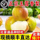 帥堆堆玉露香梨新鮮梨子水果整箱皮薄脆甜多汁當季梨批發(fā) 4.5斤小果12-16枚