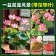 臨雅庭院觀賞荷花盆栽池塘水養(yǎng)成品蓮花原盆重瓣粉色中花55cm源頭直發(fā)