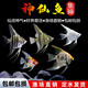 神仙魚(yú)燕魚(yú)秘魯群游熱帶觀(guān)賞魚(yú)小型魚(yú)魚(yú)苗活體淡水魚(yú)紅頭三色 2-3cm神仙魚(yú)苗 隨機10條