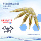魚科迪硝化細(xì)菌法國消化菌糧缸用水族活菌活性培養(yǎng)水質(zhì)穩(wěn)定劑養(yǎng) 科迪硝化細(xì)菌5支訂閱店鋪加送換
