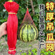 大棚特厚吊西瓜網(wǎng)兜袋吊哈密瓜香瓜網(wǎng)袋帶束口繩的小網(wǎng)眼袋子批發(fā) 20個(gè)(帶繩子) 50厘米加厚款(承重8斤)