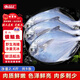 弘品匯 舟山銀鯧魚2.4斤共9條新鮮急凍白鯧魚平魚生鮮魚類海鮮源頭直發(fā) 