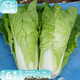壽禾油菜種子矮腳上海青梗菜蔬菜小白菜快菜秋季壽光蔬種籽四季青菜 (火速388)奶油快菜種子10gx2包