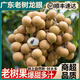 粵迎廣東石峽儲(chǔ)良龍眼【順豐冷鏈多地隔日達(dá)】新鮮龍眼桂圓水果送禮 凈2.6-3斤【嘗鮮裝較劃算】 石峽龍眼【十年老樹】單果5g+