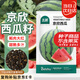 北蔬 京欣西瓜種子種苗大紅瓤薄皮超脆甜盆栽瓜籽 京欣西瓜種子約50粒