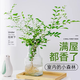 臨雅水培植物九里香盆栽桌面驅(qū)蚊綠植室內(nèi)茉莉鮮花水養(yǎng)花卉懶人四季開 九里香【40-50】cm*1株