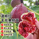 瑯闕波姬紅無花果樹苗大苗帶土地栽盆栽果樹苗南北方1.5-2cm源頭直發(fā)