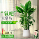 臨雅天堂鳥(niǎo)盆栽室內客廳高級感大型綠植辦公室植物1.4m聚福盆源頭直發(fā)