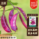 北蔬 扁豆角種子苗南北方種紅紫肉厚眉豆四季菜種籽 全紅扁豆種子10g