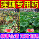 晴天霹靂蓮藕病專(zhuān)用藥治蓮藕枯葉子病蓮根腐敗病藥劑池塘蓮藕田地死根肥料 1瓶【蓮藕專(zhuān)用藥】工廠(chǎng)直發(fā)