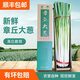 章丘新鮮大蔥鐵桿大蔥禮盒裝脆甜微辣大蔥生鮮產(chǎn)地直發(fā)順豐包郵 人工精選凈重  5斤
