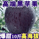 正宗甘肅黑卡蘋(píng)果9斤黑鉆蘋(píng)果黑色純甜蘋(píng)果新水果鮮當季整箱包郵R 3斤【帶箱實(shí)惠裝】